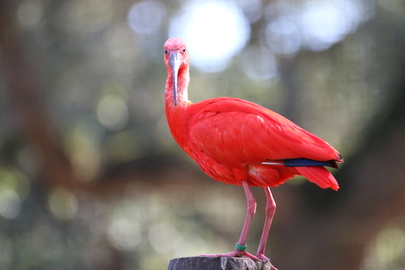 Ibis rouge