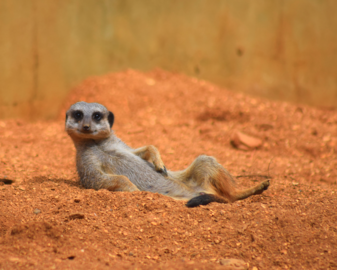 Suricate