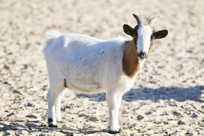 Chèvre naine du Sénégal