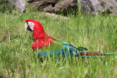 Ara chloroptère