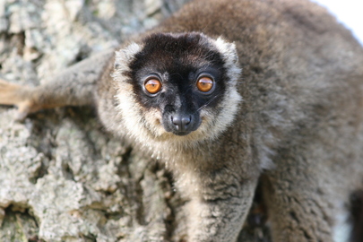 Lémur brun de Mayotte