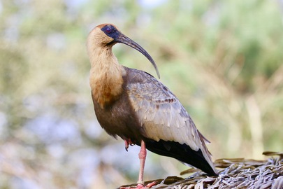 Ibis mandore