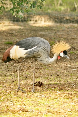 Grue couronnée grise