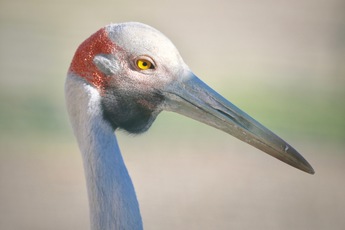 Grue brolga