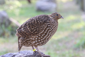 Tragopan de Temminck