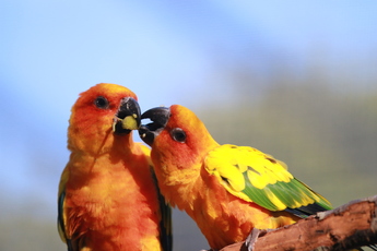 2018-3 conures soleil