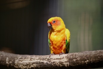 2018-3 conures soleil