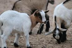 Chèvre naine du Sénégal