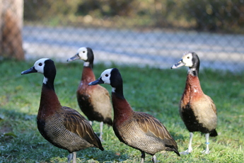 Dendrocygne veuf