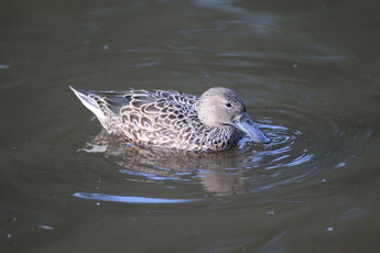 Souchet d’Argentine