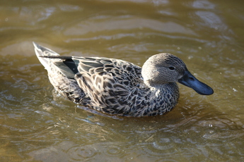 Souchet d’Argentine