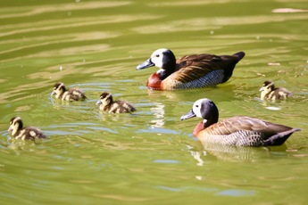 Dendrocygne veuf