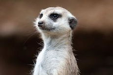 Suricate