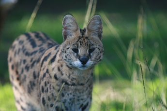 Serval