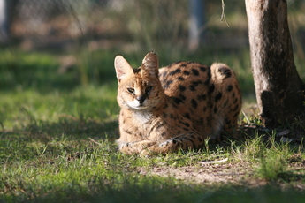 Serval