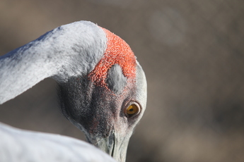 Grue Brolga