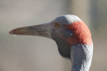 Grue brolga
