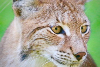 Lynx boréal