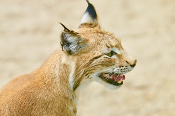 Lynx d'Europe