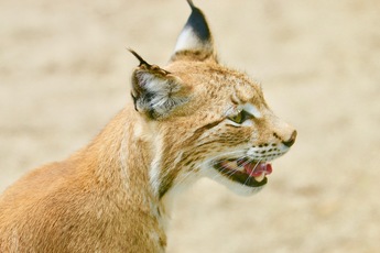 Lynx boréal