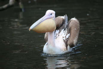 Pélican blanc