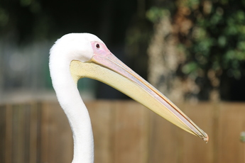 Pélican blanc