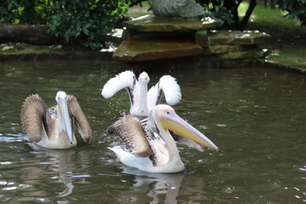 Pélican blanc