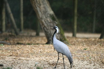 Grue Demoiselle