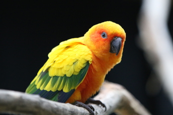 Conures soleil