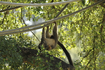 Lémur brun de Mayotte