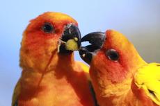 Conures soleil