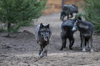 Loup du Canada