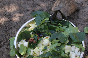 Tortue mauresque du Maghreb