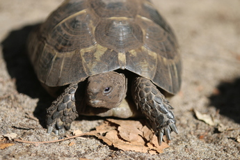 Tortue mauresque du Maghreb