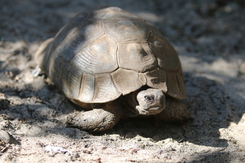 Tortue mauresque du Maghreb