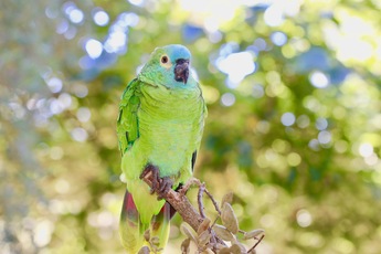 Amazone à front bleu