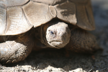 Tortue mauresque du Maghreb