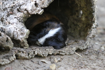 Cochon d’Inde domestique