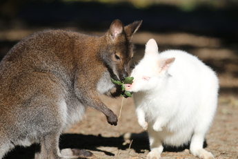 Wallaby de Bennett