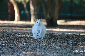 Wallaby de Bennett