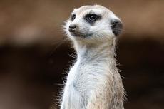 Suricate