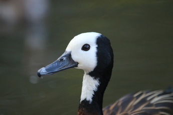 Dendrocygne veuf