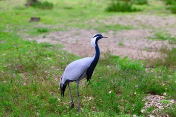 Grue Demoiselle