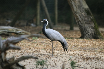 Grue Demoiselle