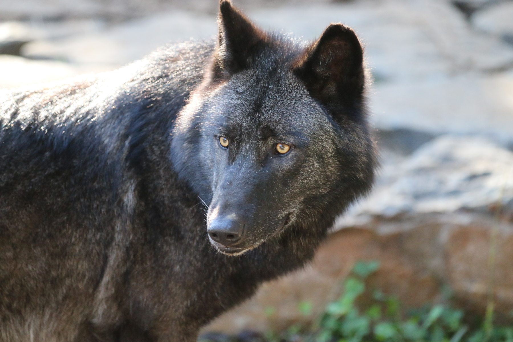 Loup du Canada ⋆ Zoo de Mulhouse, parc zoologique et botanique