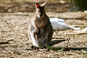 bébé-wallaby-fev18-zoo-labenne - 1