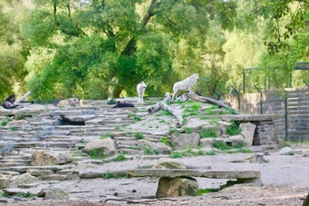 enclos-loups-ZOO-LABENNE-18 - 1