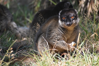 Lemur brun de Mayotte