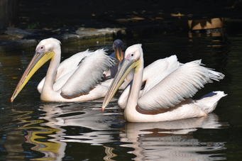 Pelican blanc