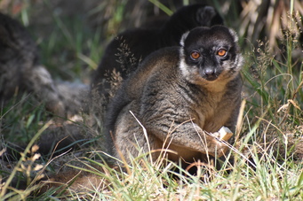 Lemur brun